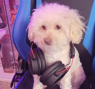 Nicholas the dog sitting in a gaming chair, wearing red and black headphones